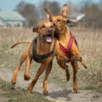 Die beste Hundeversicherung und Hunde OP-Versicherung ganz leicht finden!