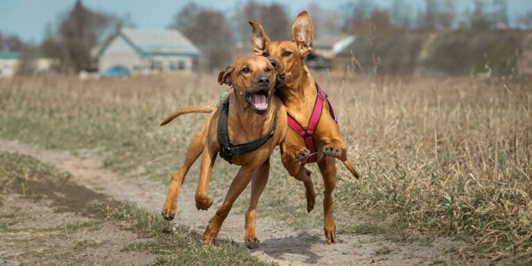 Die beste Hundeversicherung und Hunde OP-Versicherung ganz leicht finden!